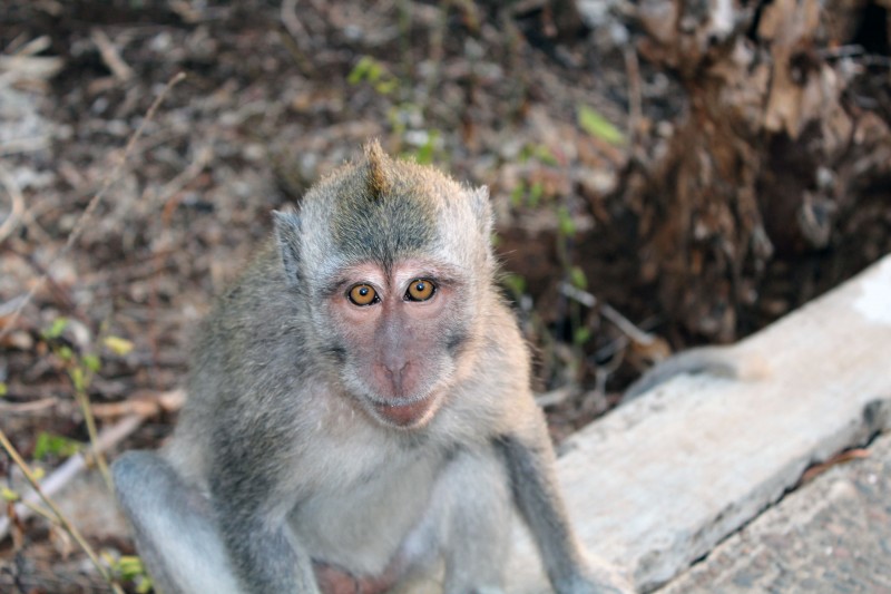 Singe à Uluwatu