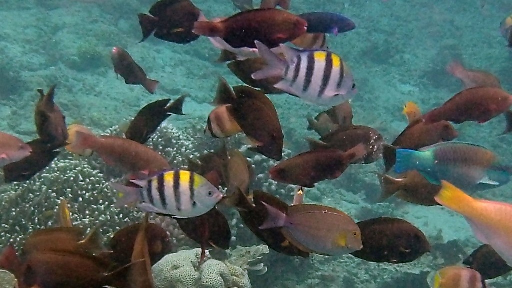 Snorkling Palau Menjangan