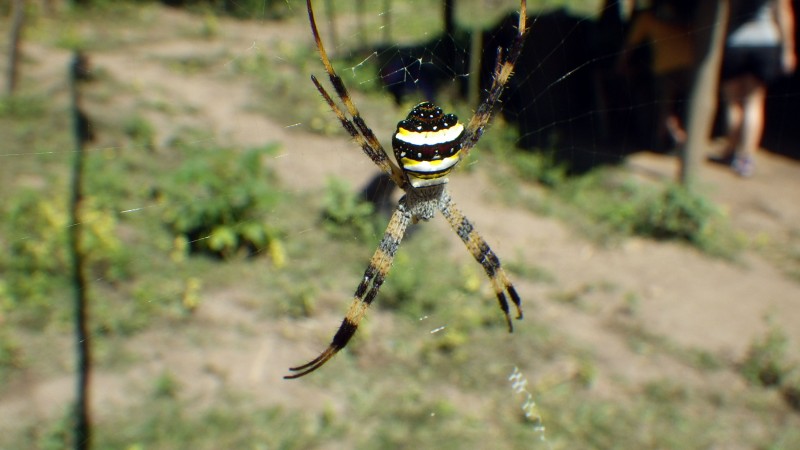 Araignée trek en Thailande