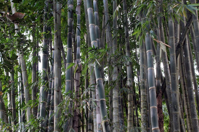 Jungle bambou