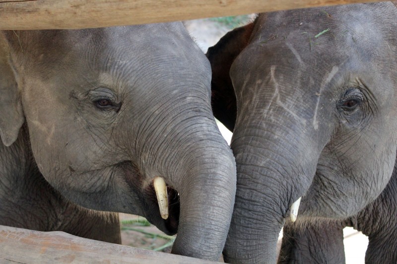 Thai elephant center
