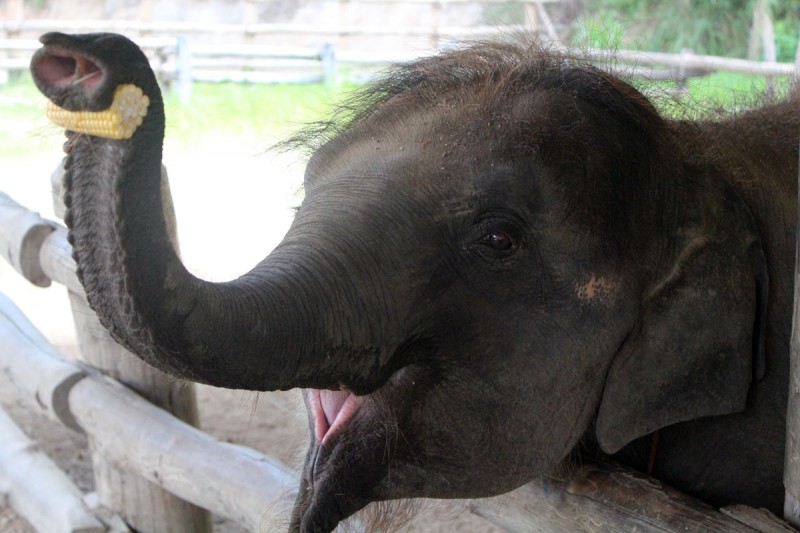 Thai elephant center