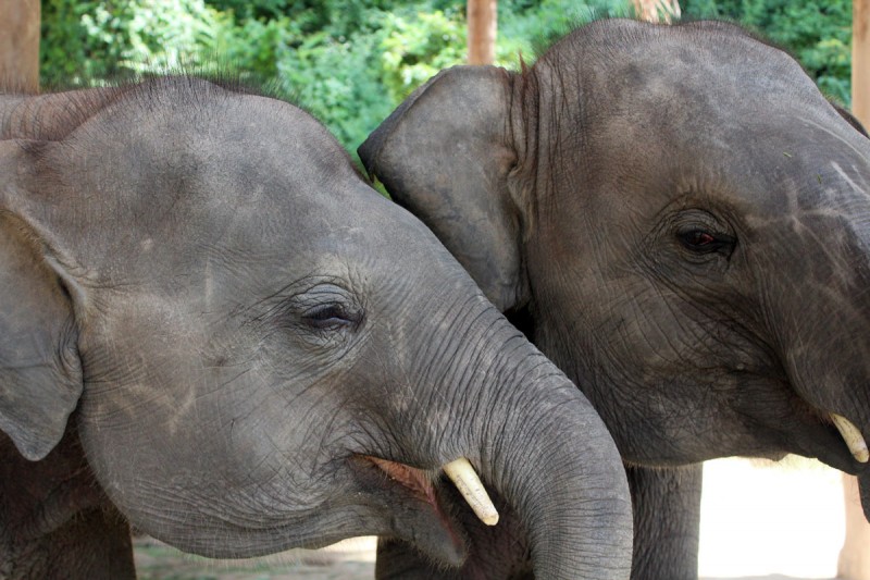 Thai elephant center