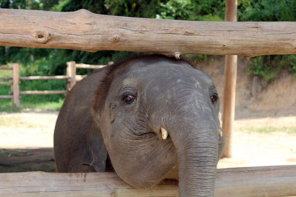 Thai elephant conservation center