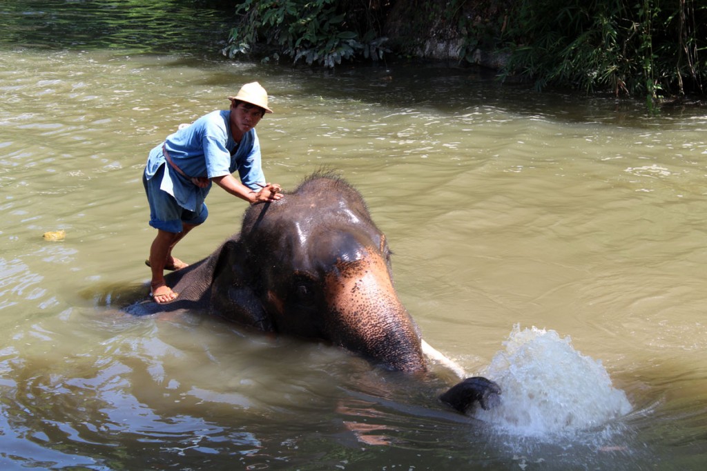 Thai elephant conservation center