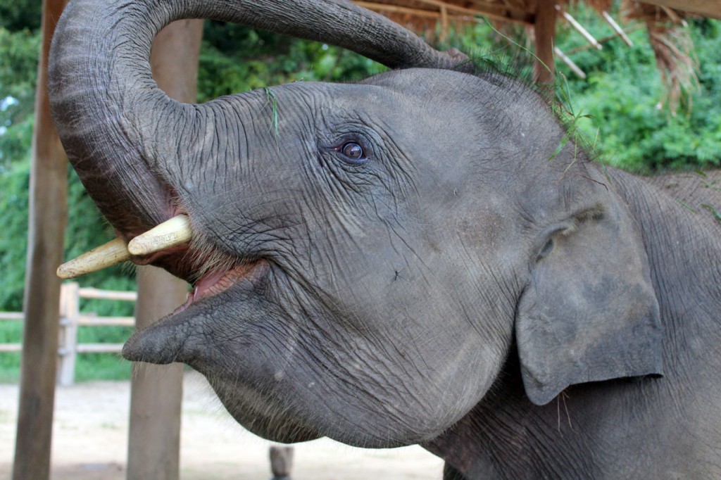 Thai elephant conservation center