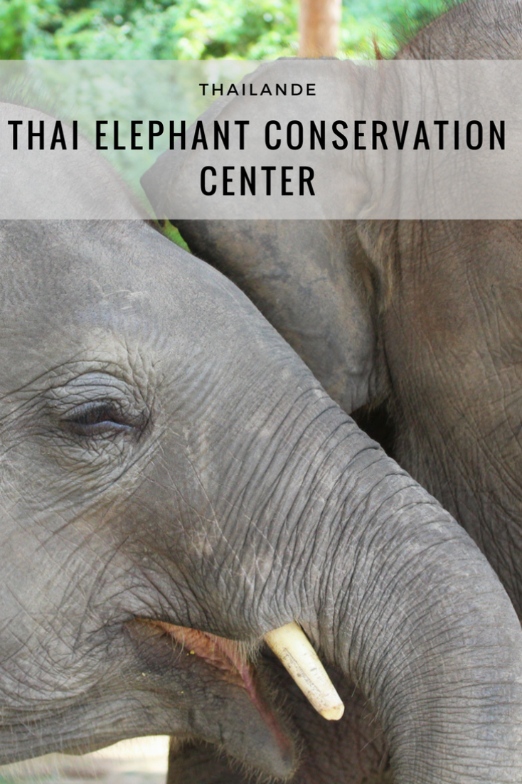 Thai elephant conservation center