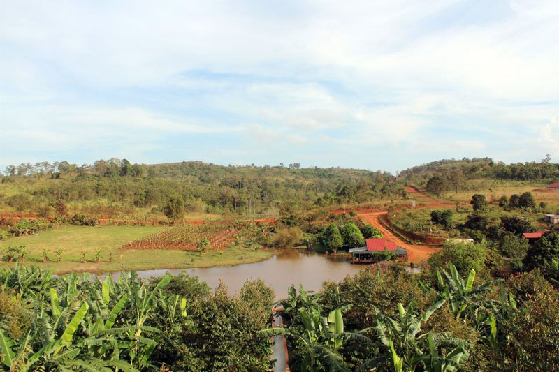 Plantation de café