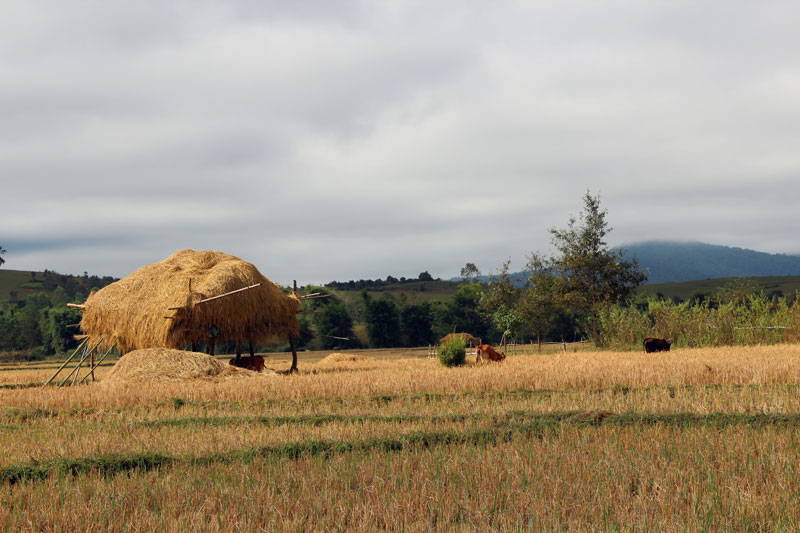 Campagne de Phonsavan