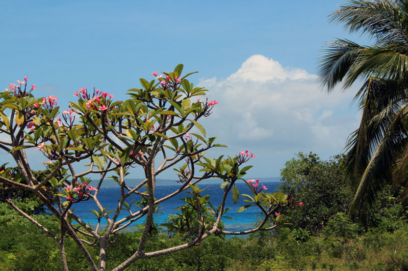 Lifou paysage