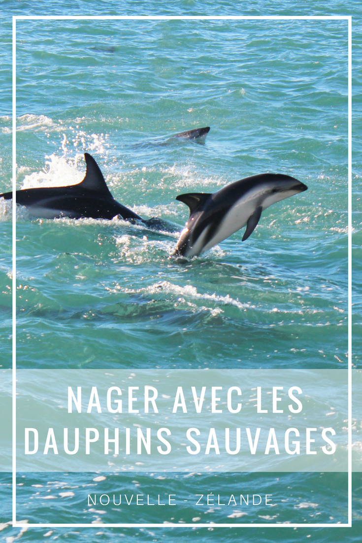 Nager avec les dauphins Kaikoura