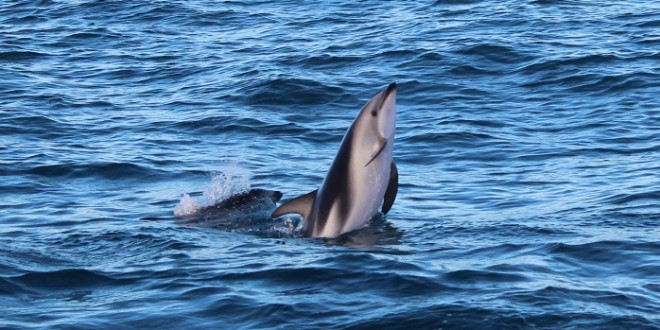 Nager avec les dauphins