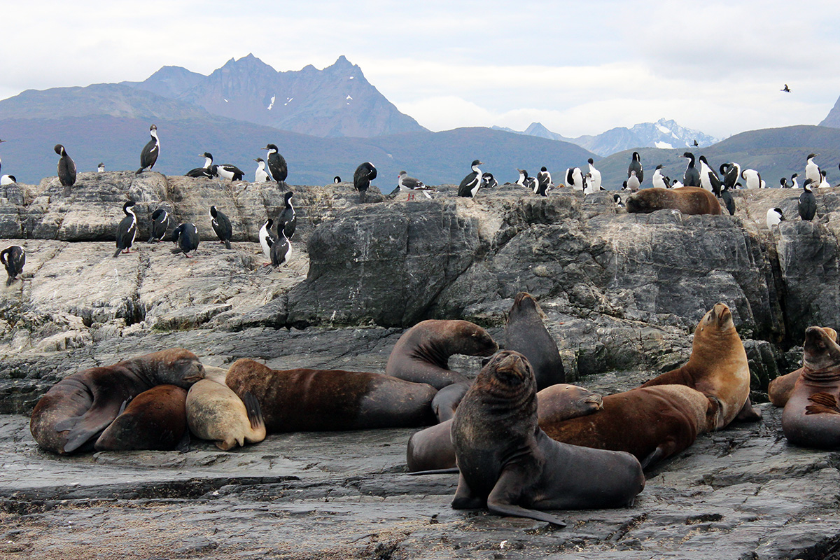 Canal de Beagle faune