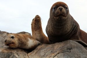 Patagonie lions de mer