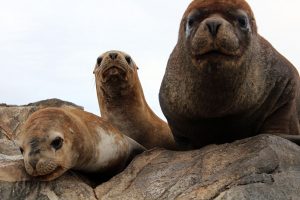 Patagonie lions de mer