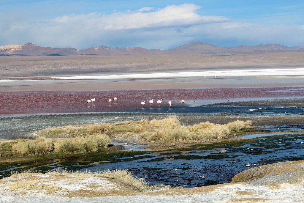 Laguna colorada