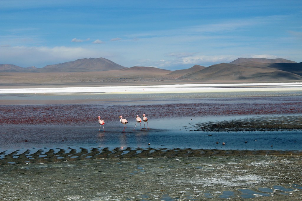 Lagune colorée et flamants roses