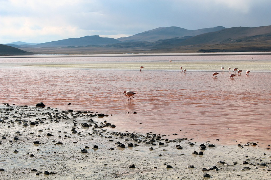 Lagune colorée flamants roses