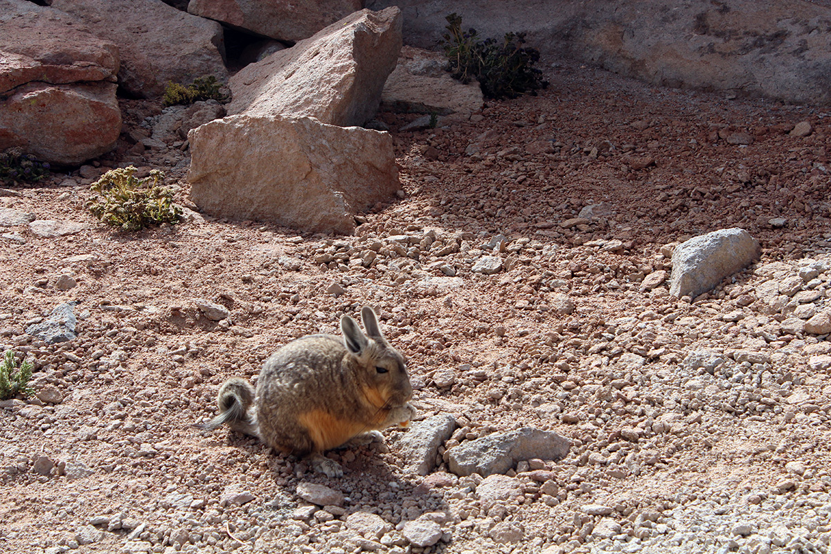 Lapin désert de siloliou