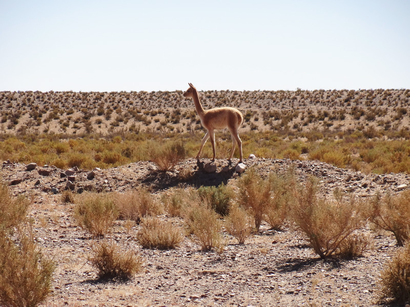 Salta