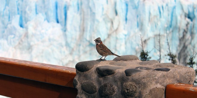 Glacier Perito Moreno