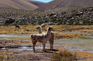 Lama San Pedro Atacama
