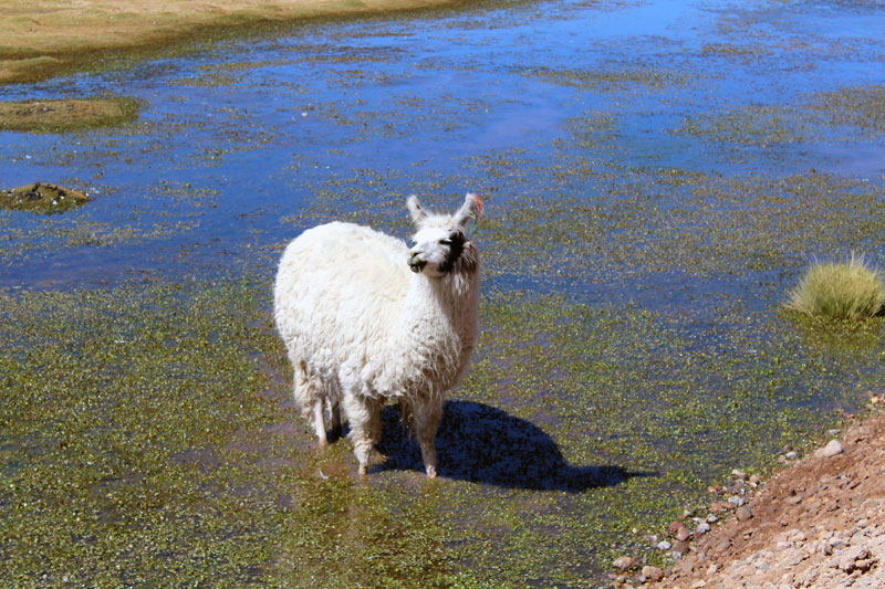 Lama San Pedro Atacama