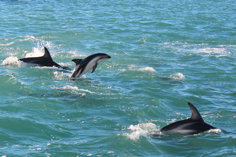 Nager avec les dauphins Kaikoura