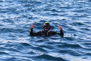 Nager avec les dauphins Kaikoura