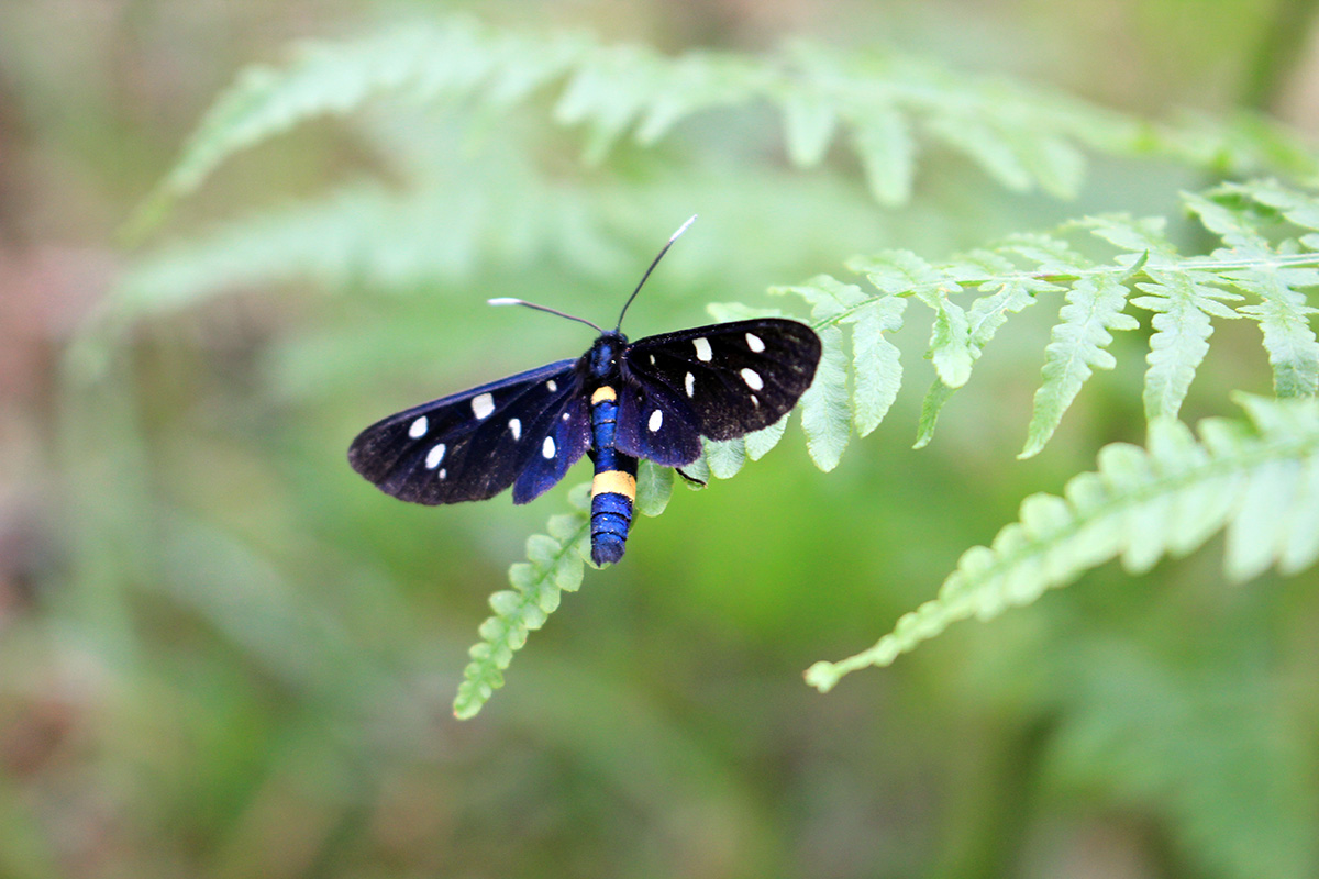 Joli papillon au Tessin