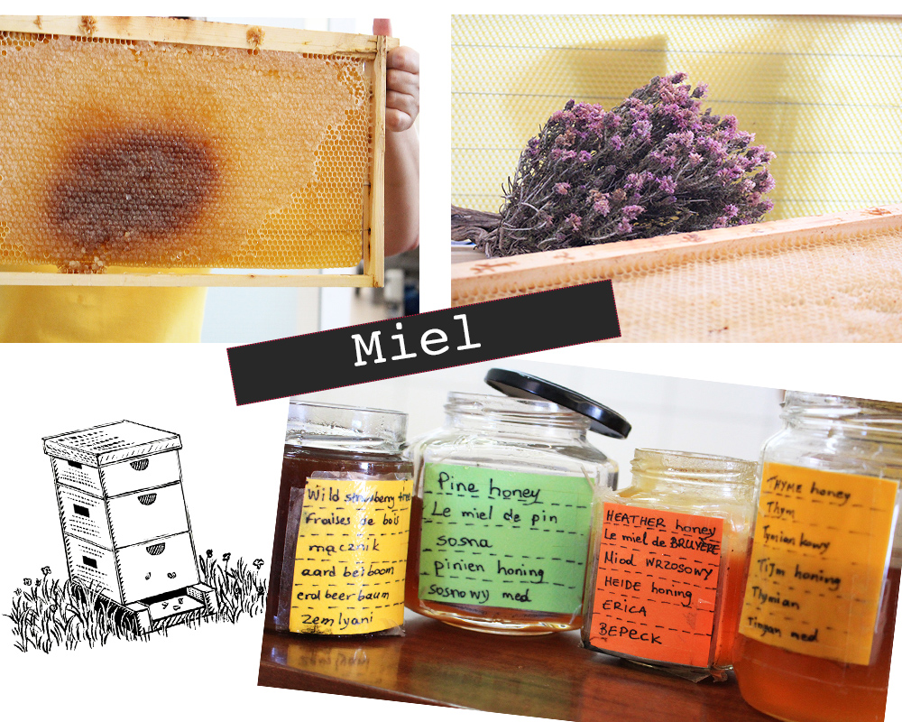 Visiter Kos apiculture miel