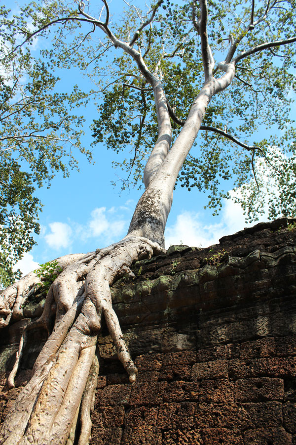 Temple d'Angkor