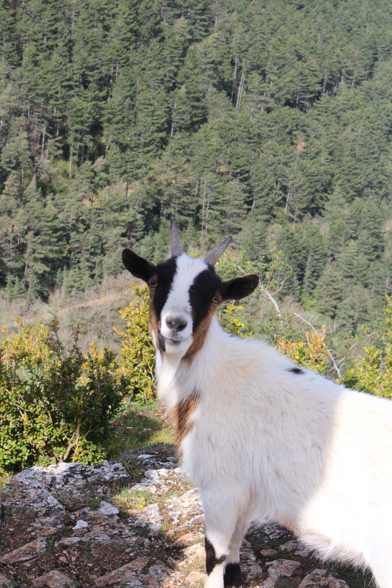 Visiter Millau