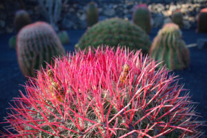 Visiter Lanzarote